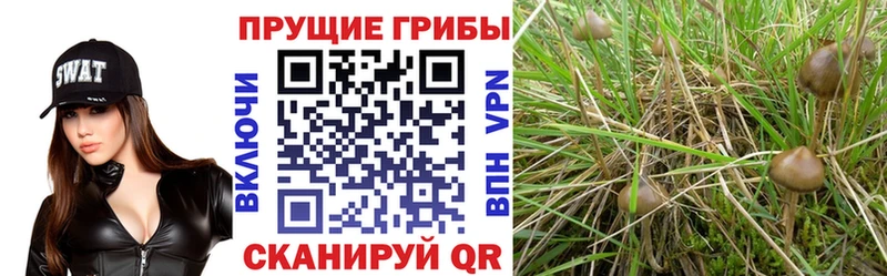 Галлюциногенные грибы ЛСД  где купить наркоту  Ворсма 